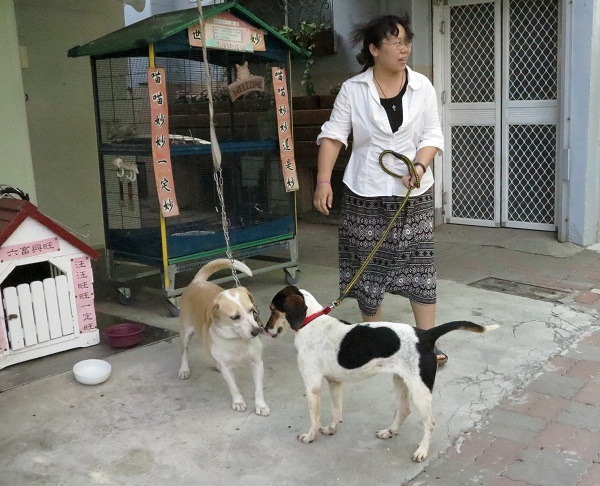 小米與米格相見歡，相處和睦，讓德蘭中心主任楊美華（圖中牽狗者）很放心。  蕭士塔/攝
