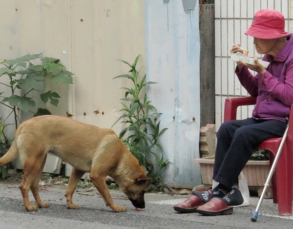 社區的老人吃飯時不忘餵食流浪狗。 蕭士塔/攝