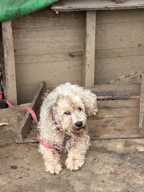 老榮民身後留下的愛犬，好幾天不吃不喝。 蕭士塔/攝