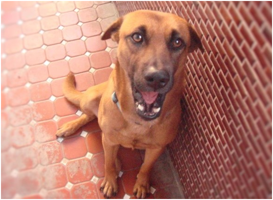 人應去了解狗狗的行為與語言，而牠們也會傳達心情給人類知道。瑭芯/攝