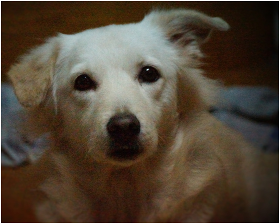 耳朵是狗的敏感部位，若狗肯讓人摸牠的耳朵與頭部，就表示牠接納這個人。瑭芯/攝