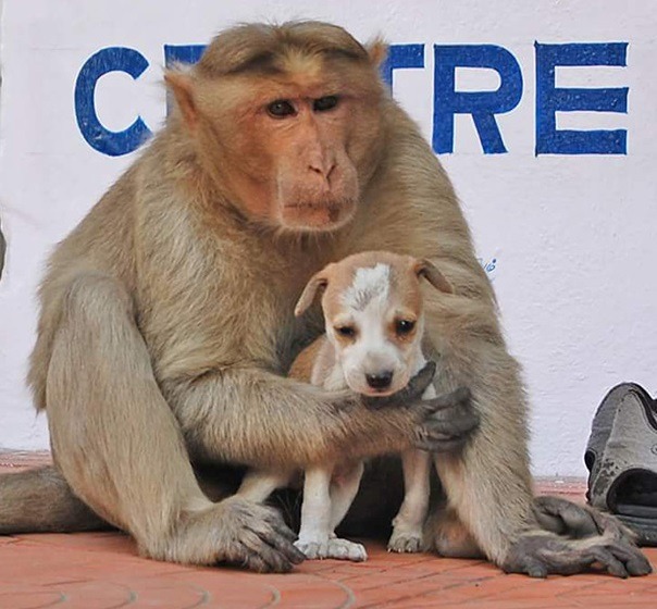 街頭的相遇、相惜，這對猴媽媽、狗寶寶的情緣，讓人驚歎！   取自網路