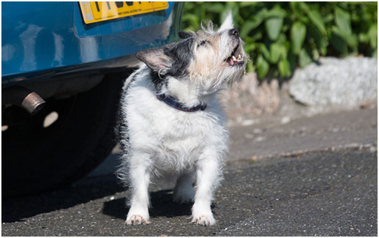 你知道你的狗想透過吠叫告訴你什麼嗎？  取自網路