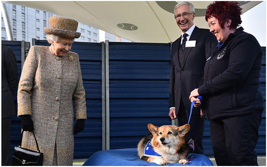 這套計算程式將可協助收容所替流浪犬找到合適的新家。圖為英國女王今年5月份，在倫敦巴特西貓狗之家（Battersea Dogs and Cats Home）遇見一隻柯基犬。 取自網路