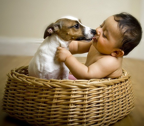 最能激發人的同情心的是兒童，但再來就是狗，因為我們把他們視為無辜又無防護力的弱勢。 取自網路