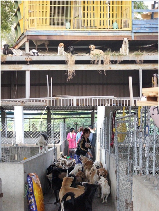 給狗兒們最好的生活環境，再成立第2座長治狗園。　志工 超奇/提供