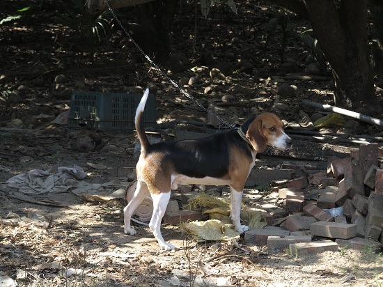 農民將原本趴趴走的狗暫時鍊住，以免誤食中毒的老鼠。     蕭士塔/攝