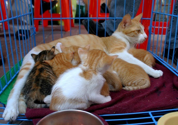   能夠將整個貓家庭一齊送交，確保仔貓長大，是較人道的方式。蕭士塔/攝