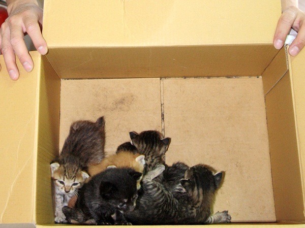 有些被整窩送交的仔貓，其實只是母貓暫時離巢覓食。    蕭士塔/攝