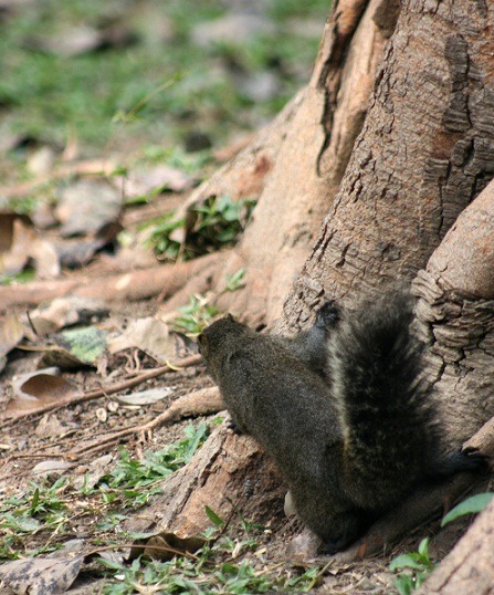 松鼠常會到地面覓食而被犬貓捕獲。 蕭士塔/攝
