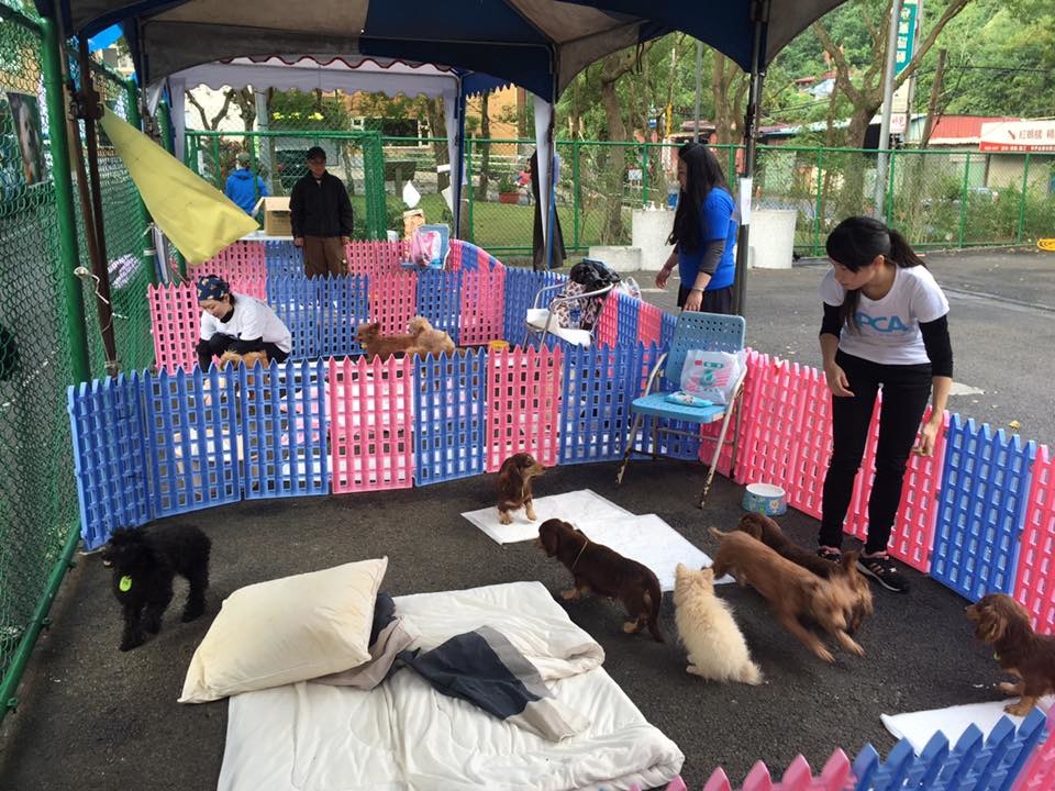 北投不法繁殖場300多隻狗由台灣防止虐待動物協會協助送養，忙碌了2個多月。 取自Taiwan SPCA 台灣防止虐待動物協會臉書