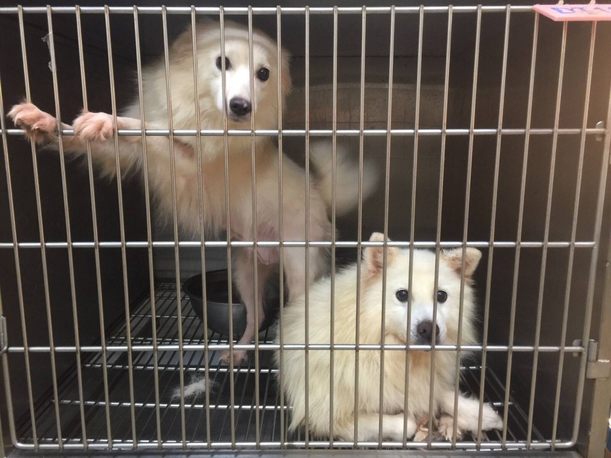 犬隻指甲過長的狀況到最後一場送養會前都未獲改善。　取自Taiwan SPCA 台灣防止虐待動物協會臉書