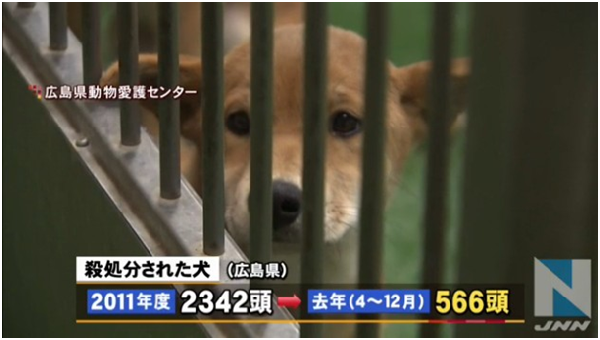 在動保團體的努力下,廣島縣犬隻安樂死數量由2011年的2,342隻逐年減少,2015年4~12月已減至566隻。 翻攝自JNN