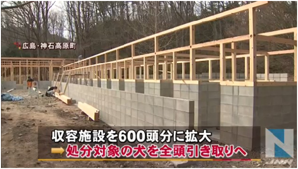 日本和平汪汪即將落成的4棟新犬舍,收容能力從原本的200隻擴大為600隻,終於能夠實現廣島縣犬隻零安樂的目標。 翻攝自JNN