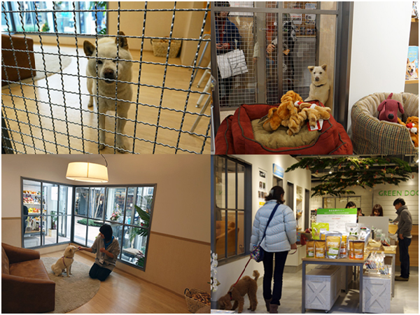 GREEN DOG湘南店內約3分之1的空間專供日本和平汪汪進行送養活動,這是日本首次有寵物店與非營利組織展開長期性的正式合作。 取自dog+me