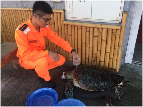對於疑似嗆入海水且體虛無活動力的海龜，海生館獸醫李宗賢表示，保濕和姿勢引流救援步驟很重要。 四草安檢所/提供