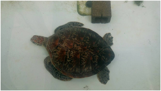 綠蠵龜主食為海中的海草與大型海藻，因此體內脂肪累積許多綠色色素，呈淡綠色得名。  海生館柳映如/攝