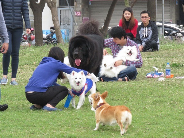 台南市林默娘公園是台南地區寵物社團最常聚會的場所。  蕭士塔/攝