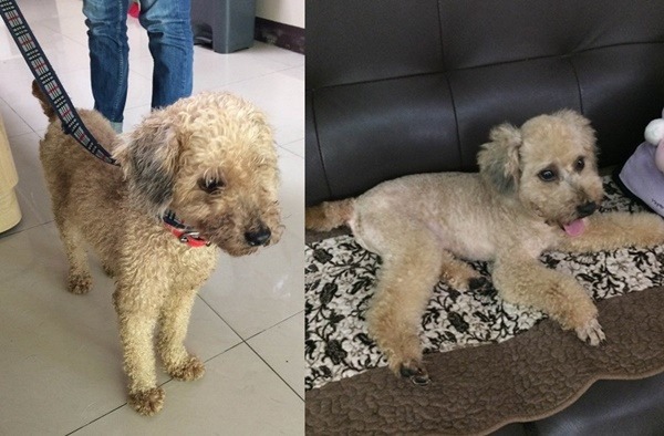 Maggie去年底出手救助的落難紅貴賓(圖左)，現在擁有幸福的家庭(圖右)。 Maggie/提供
