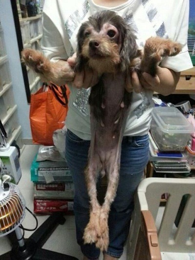 私人繁殖場的貴賓犬媽媽，因為生育過度長滿了乳腺腫瘤。 麥志豪/提供