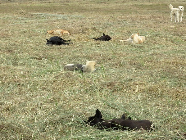 草叢有狗走動奔跑，可以嚇走老鼠及蛇。 蕭士塔/ 攝
