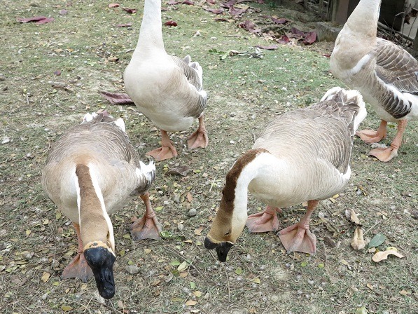 養鵝除草驅蛇的功能也佳，與狗搭配飼養效果加乘。蕭士塔/ 攝   　