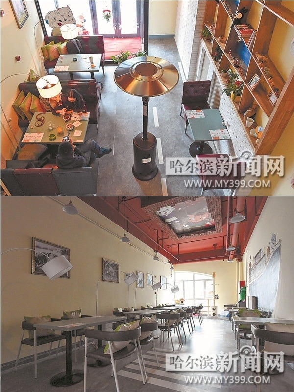  哈爾濱「鍾百合」寵物餐廳的一樓是汪星人區、二樓由喵星人占用，規模不小。　翻攝自《哈爾濱新聞網》