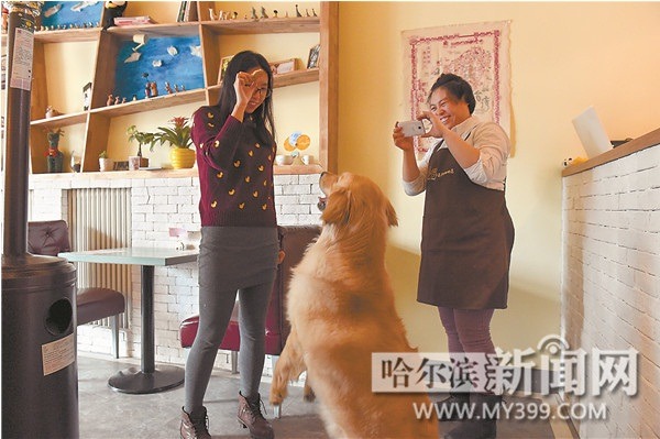 哈爾濱第一家寵物餐廳是台灣人開的,自己的寵物自然要坐檯。 翻攝自《哈爾濱新聞網》