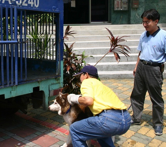 由於在台灣水土不服，衍生眾多飼養問題，哈士奇一度是收容所的常客。蕭士塔/攝