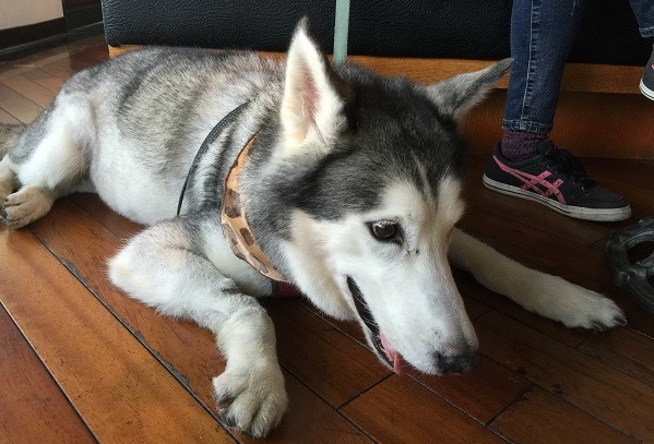 從外表就可以得知「翻滾吧狗骨頭」收容家的哈士奇受到良好的照顧。 蕭士塔/攝