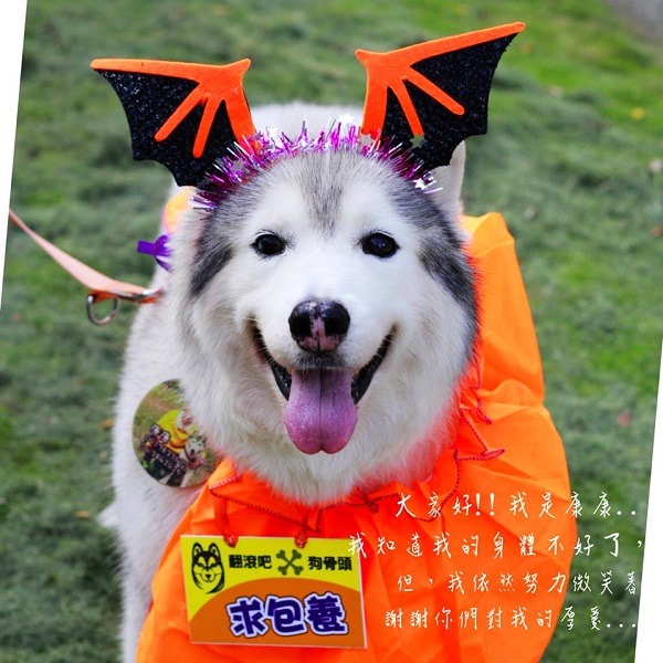 來自寒帶的哈士奇，有水土不服問題，但哈友全心照顧好牠們，再等候「包養人」。  取自「翻滾吧狗骨頭」