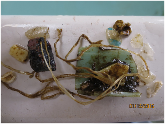 連續幾天都在海龜排泄物中發現保麗龍及塑膠繩，其中也有很像「海龜的食物海藻」的塑膠袋碎片。海生館柳映如/攝