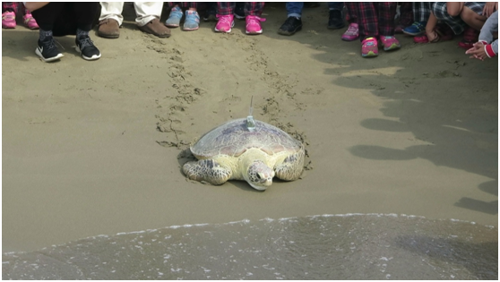 裝上發報器的綠蠵龜帶著眾人的祝福，以及加油聲中，爬向大海回家了！ 海生館柳映如/攝