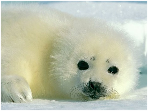 披覆白毛的小海豹也難逃冷血獵人的毒手。   取自網路
