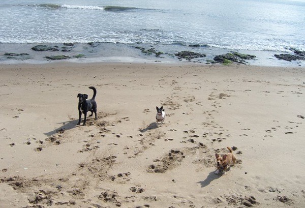 英國遛狗人組織的網站上，強調他們不僅會帶狗出去遛、到府遛狗，還能帶狗去海邊side walk哩。  取自UK Dog Walkers