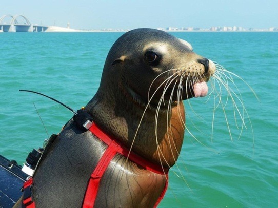 同樣具有聲納定位功能的海獅，也是海豚部隊的一員。 取自網路