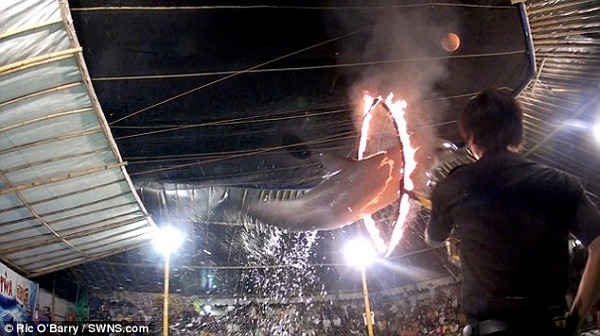 訓練師如何讓海豚做到這麼違反牠們天性的動作？   取自每日郵報