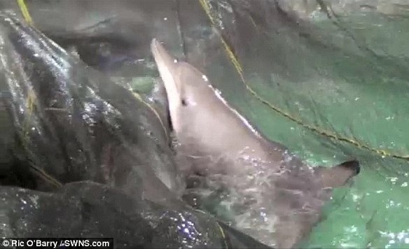 巡迴馬戲團讓這些海豚時時被搬出水池，裝入盛有鹽水的運輸箱中，運送過程更會引發牠們緊張和壓力。  取自每日郵報