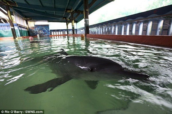 這些表演跳火圈的海豚，會因新聞的曝光而得救嗎？   取自每日郵報