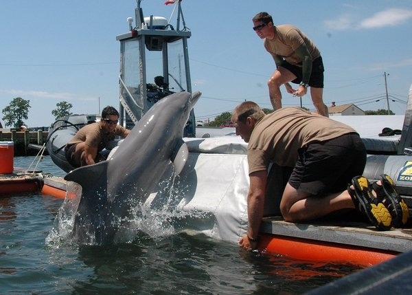 美軍訓練海豚擔任掃雷和防蛙人的工作，已近半世紀。  取自網路