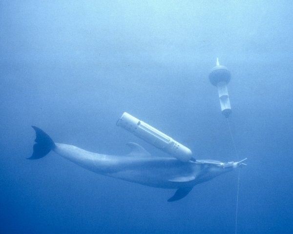 正在進行水中訓練的海豚，能背負設備並用口部動作。 取自網路