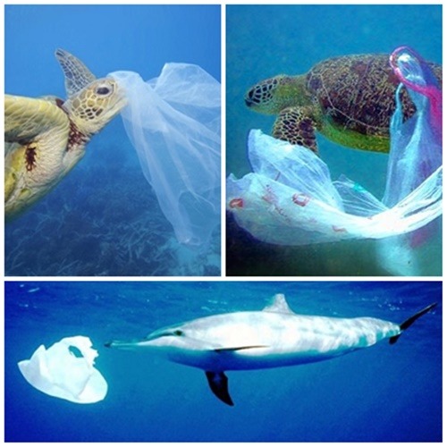 在海洋中和海豚、海龜共游的竟是人類製造出的各種塑膠垃圾。所謂的海洋殺手到底是它們或是人類?  取自網路