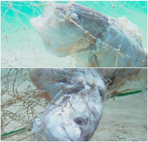 網具都已深陷魚體內,可想而知牠死亡前的痛苦有多大…而這樣的海洋生態往往因為多數人看不到而被忽略。朱雲瑋/提供