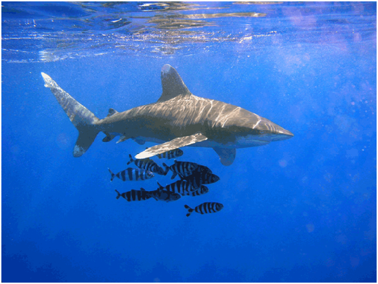 海洋白鰭鯊被列為加強保育的魚種。 取自網路