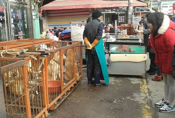 韓國狗肉市場一景,左側是關在鐵籠內的狗隻,右方是冰櫃內陳售的狗屠體。 取自網路