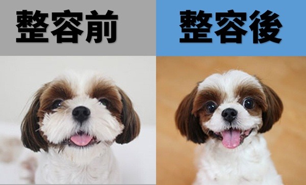 整形前、整形後，你覺得那種模樣自然可愛?這隻西施犬據報導是做了除皺手術。 取自鍾樂偉臉書