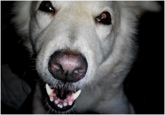 一般健康狗的鼻子是微濕,狗需以舌舔鼻頭保持濕潤,以利沾染空氣中更多氣味分子,幫助牠靈敏判斷方向。瑭芯/攝