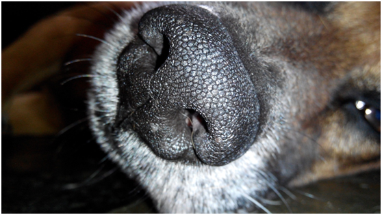 狗鼻子前端的黏膜組織有許多嗅覺細胞,空氣中的氣味分子被溶入分泌的黏液中,透過嗅覺細胞把氣味由嗅神經傳入大腦完成分析,可分辨多達200萬種不同的氣味。瑭芯/攝