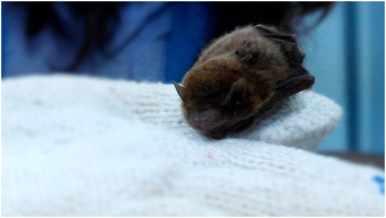 相對於透過無線電遙測長期定位追蹤,需捕抓蝙蝠將小型發射機連接其背上,利用狗的嗅覺偵測,對蝙蝠這樣的小生物比較沒有緊迫和侵入性。瑭芯/攝