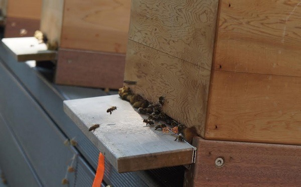 兒童病房前的蜜蜂帶著剛採到的花蜜回巢。碎嘴/攝